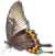 butterfly left 50x51