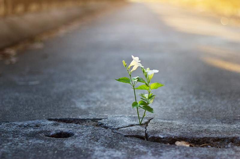 flower from asphalt   canstockphoto43603727